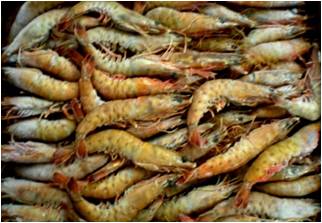 Langostino Guyana